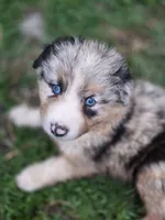 River (🩵), a male Australian Shepherd for sale in Wytheville, VA – 5 of 9