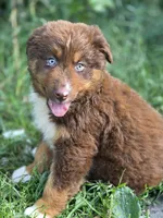 Indie (💜), a female Australian Shepherd for sale in Wytheville, VA – 4 of 10