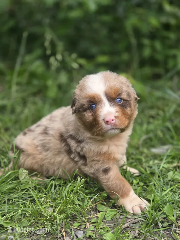 Whiskey  ( 💙) – Australian Shepherd puppy for sale in Wytheville, VA