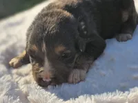 Jax, a male Australian Shepherd for sale in Wytheville, VA – 2 of 9