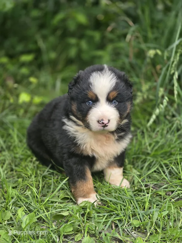 Rocky (❤️) – Australian Shepherd puppy for sale in Wytheville, VA