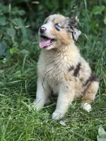 River (🩵), a male Australian Shepherd for sale in Wytheville, VA – 3 of 9