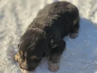 Jax, a male Australian Shepherd for sale in Wytheville, VA – 4 of 9