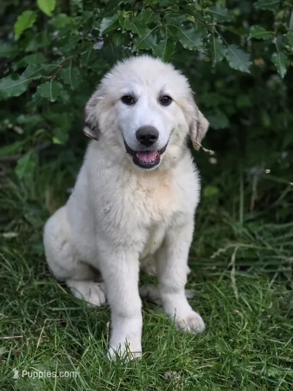 Koda (💙) – Great Pyrenees puppy for sale in Wytheville, VA