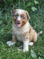 Whiskey  ( 💙), a male Australian Shepherd for sale in Wytheville, VA – 3 of 8