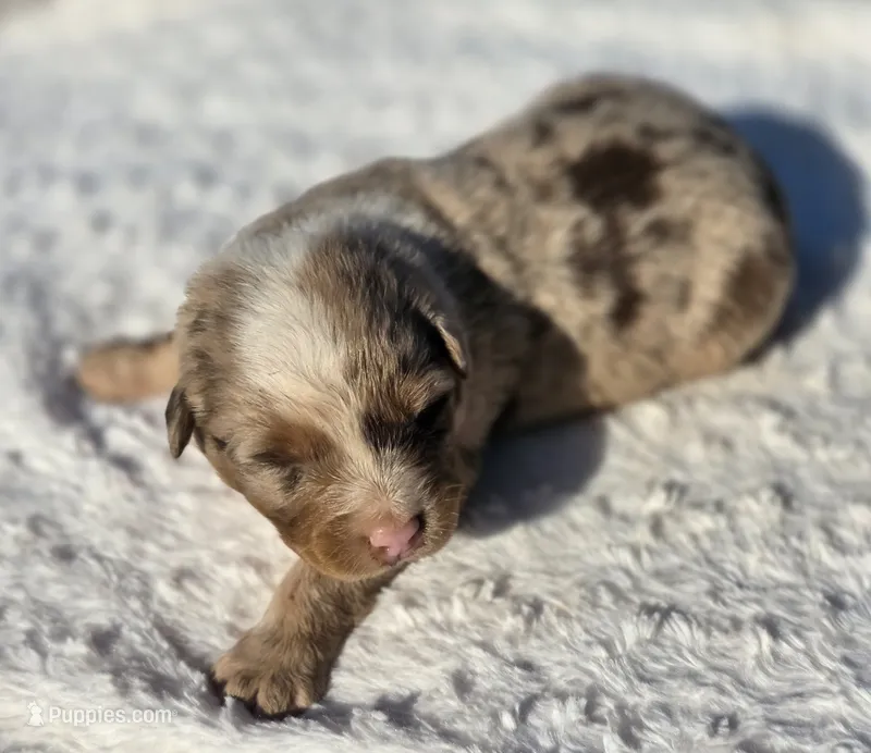 Whiskey  – Australian Shepherd puppy for sale in Wytheville, VA