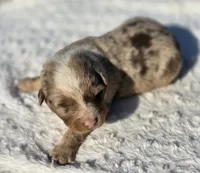 Whiskey , a male Australian Shepherd for sale in Wytheville, VA – 1 of 7