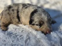 River, a male Australian Shepherd for sale in Wytheville, VA – 2 of 9