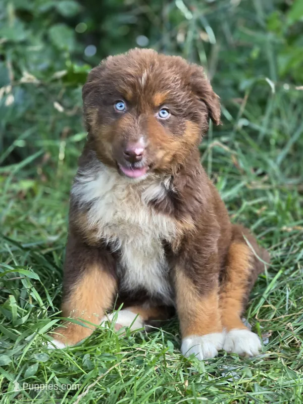 Indie (💜) – Australian Shepherd puppy for sale in Wytheville, VA