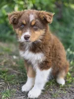 Lacey, a female Australian Shepherd for sale in Wytheville, VA – Photo 3 of 4