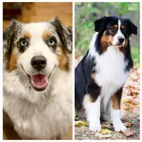 Lacey, a female Australian Shepherd for sale in Wytheville, VA – Photo 4 of 4
