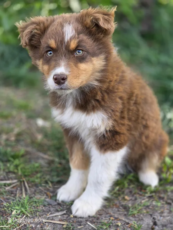 Lacey – Australian Shepherd puppy for sale in Wytheville, VA
