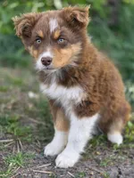 Lacey, a female Australian Shepherd for sale in Wytheville, VA – Photo 1 of 4