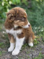 Lacey, a female Australian Shepherd for sale in Wytheville, VA – Photo 2 of 4
