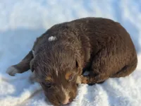 Indie, a female Australian Shepherd for sale in Wytheville, VA – 2 of 10