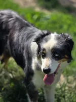 Jewel, a female Australian Shepherd for sale in Wytheville, VA – 3 of 3