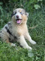 River (🩵), a male Australian Shepherd for sale in Wytheville, VA – 4 of 9
