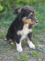 Harris, a male Australian Shepherd for sale in Wytheville, VA – Photo 2 of 4