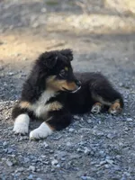 Harris (Mr. Happy💙), a male Australian Shepherd for sale in Wytheville, VA – 4 of 7