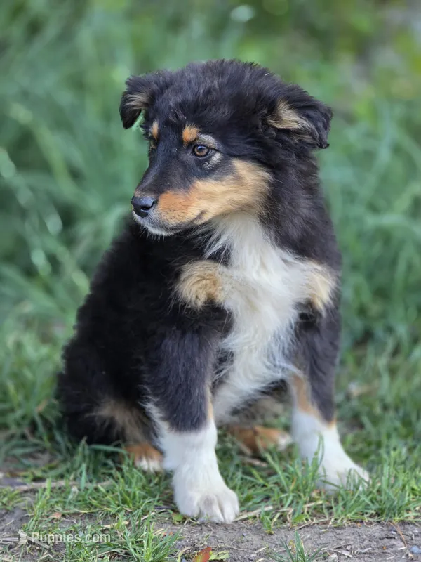 Harris ( A favorite 💙) – Australian Shepherd puppy for sale in Wytheville, VA