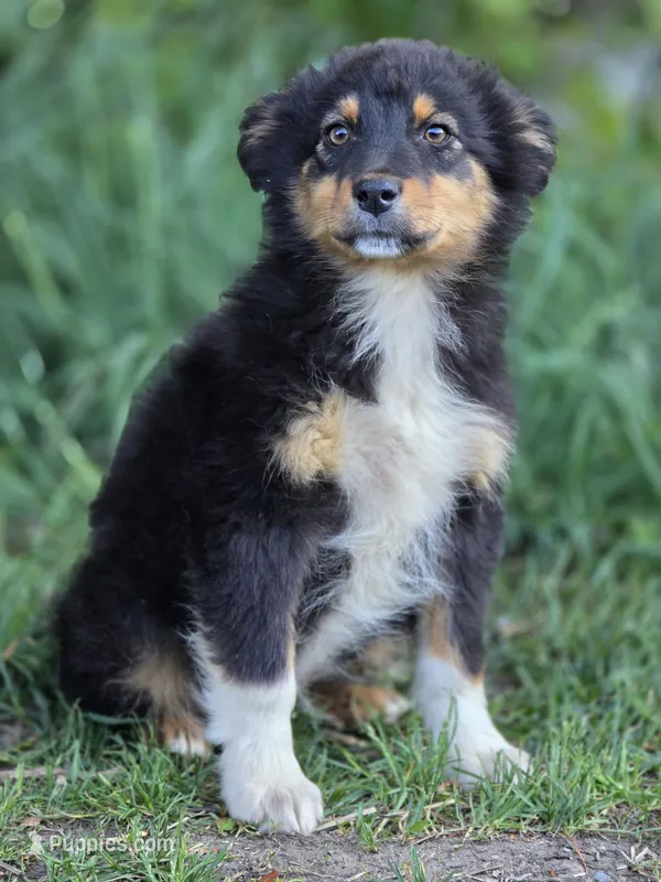 Harris ( A favorite 💙) – Australian Shepherd puppy for sale in Wytheville, VA