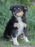 Harris (Mr. Happy💙), a male Australian Shepherd for sale in Wytheville, VA – 1 of 7