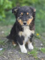 Harris, a male Australian Shepherd for sale in Wytheville, VA – Photo 1 of 4