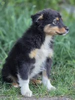 Harris (Mr. Happy💙), a male Australian Shepherd for sale in Wytheville, VA – 5 of 7