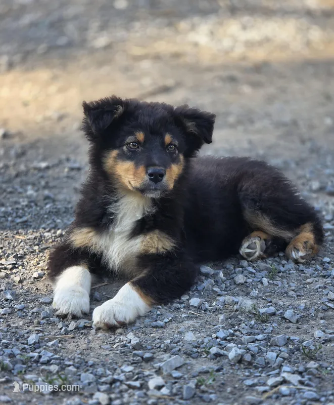Tucker (💙) – Australian Shepherd puppy for sale in Wytheville, VA