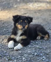 Harris (Mr. Happy💙), a male Australian Shepherd for sale in Wytheville, VA – 2 of 7