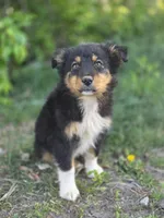 Harris, a male Australian Shepherd for sale in Wytheville, VA – Photo 4 of 4