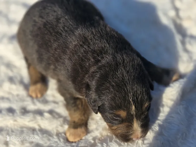 Jax – Australian Shepherd puppy for sale in Wytheville, VA