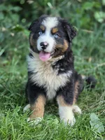 Rocky (❤️), a male Australian Shepherd for sale in Wytheville, VA – 2 of 9