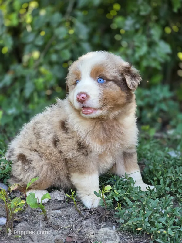 Sienna (🩷) – Australian Shepherd puppy for sale in Wytheville, VA