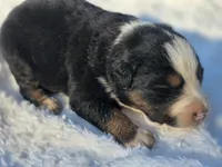 Rocky, a male Australian Shepherd for sale in Wytheville, VA – 6 of 8
