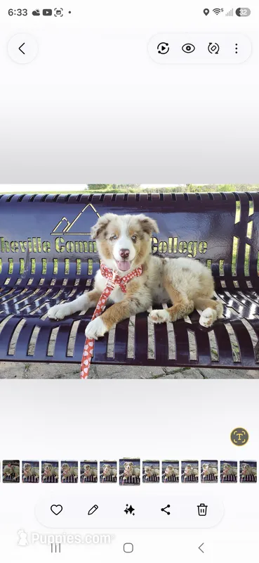 Everleigh (AKC) – Australian Shepherd puppy for sale in Wytheville, VA
