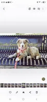 Everleigh (AKC), a female Australian Shepherd for sale in Wytheville, VA – 1 of 5