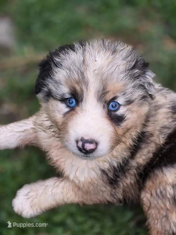 River (🩵) – Australian Shepherd puppy for sale in Wytheville, VA