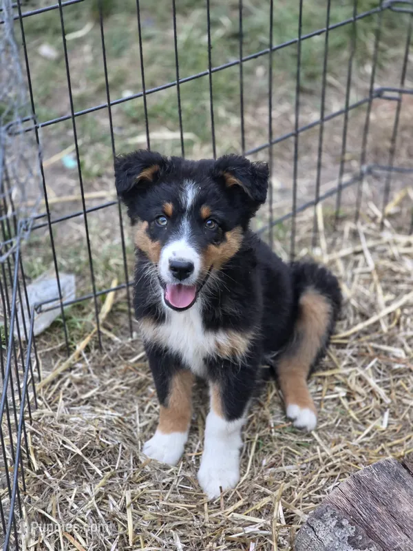 Oliver (Handsome🩵) – Australian Shepherd puppy on hold in Wytheville, VA