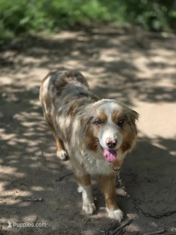 Everleigh (AKC) – Australian Shepherd puppy for sale in Wytheville, VA