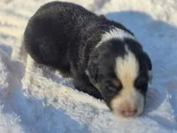 Rocky, a male Australian Shepherd for sale in Wytheville, VA – 2 of 8