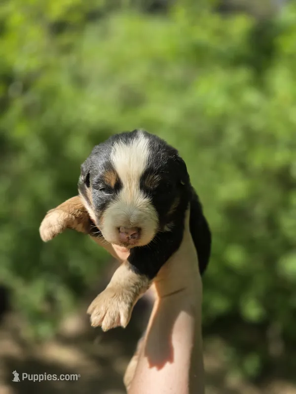 Rocky (❤️) – Australian Shepherd puppy for sale in Wytheville, VA
