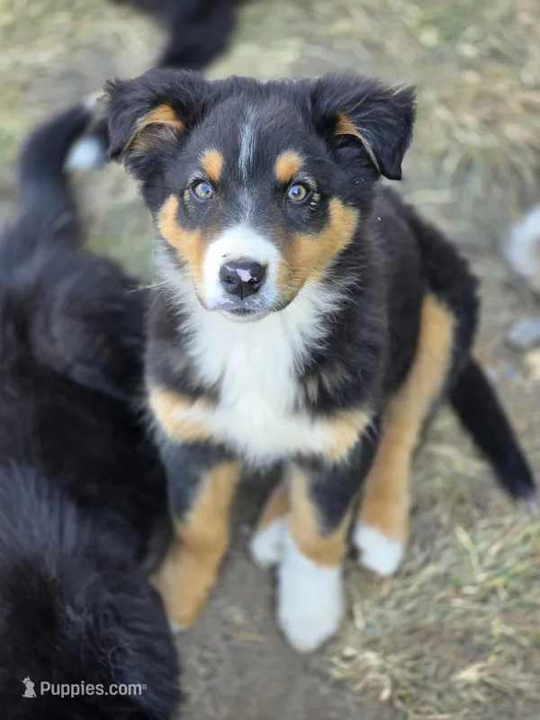 Dallas (Sweetheart 💛) – Australian Shepherd puppy for sale in Wytheville, VA