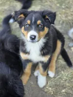 Maverick (💛), a male Australian Shepherd for sale in Wytheville, VA – 1 of 6