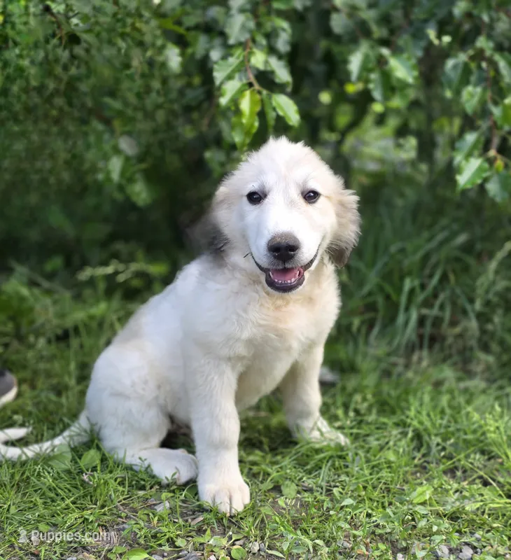 Koda (💙) – Great Pyrenees puppy for sale in Wytheville, VA