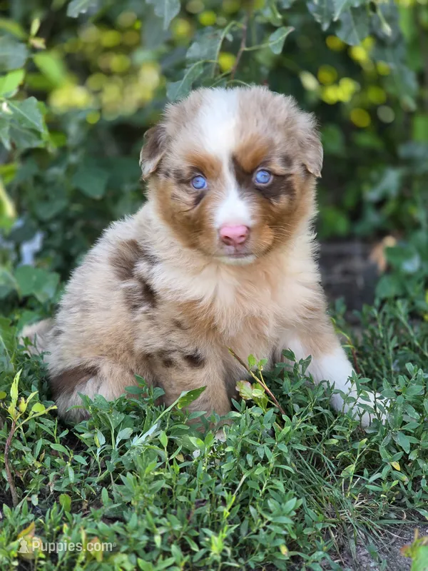 Whiskey  ( 💙) – Australian Shepherd puppy for sale in Wytheville, VA