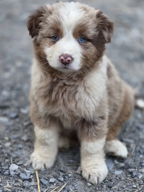 Sienna (🩷) – Australian Shepherd puppy for sale in Wytheville, VA