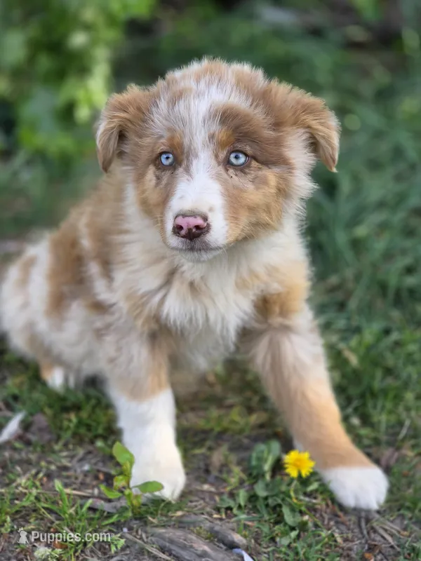 Canyon – Australian Shepherd puppy for sale in Wytheville, VA