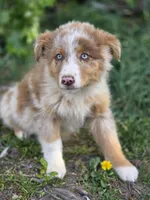 Canyon, a male Australian Shepherd for sale in Wytheville, VA – Photo 1 of 5