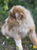Canyon, a male Australian Shepherd for sale in Wytheville, VA – Photo 2 of 5